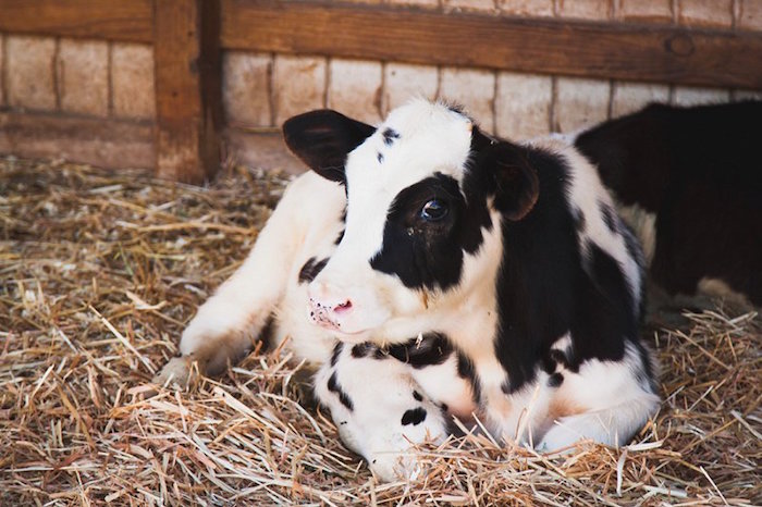 More Photos Of Centennial Farm