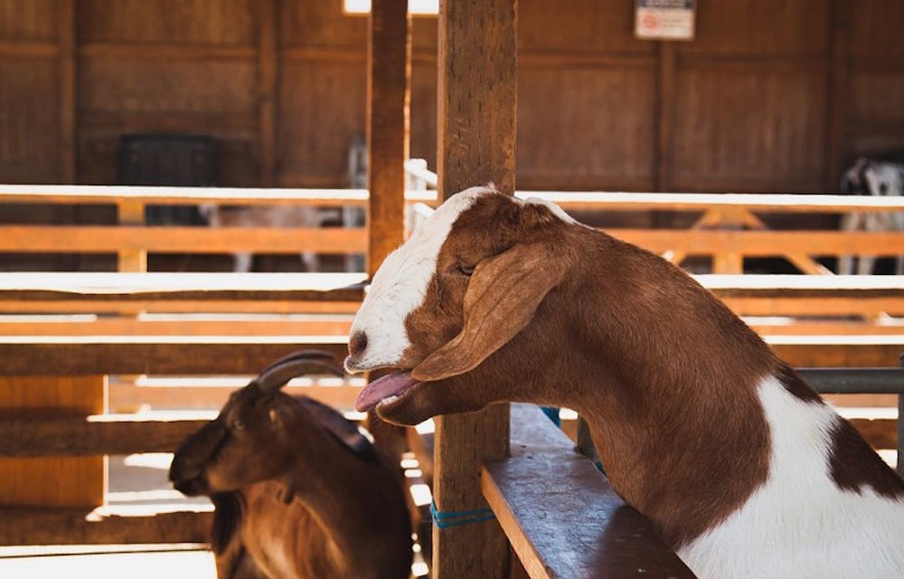 Costa Mesa’s Very Own “Farm Sweet Farm”