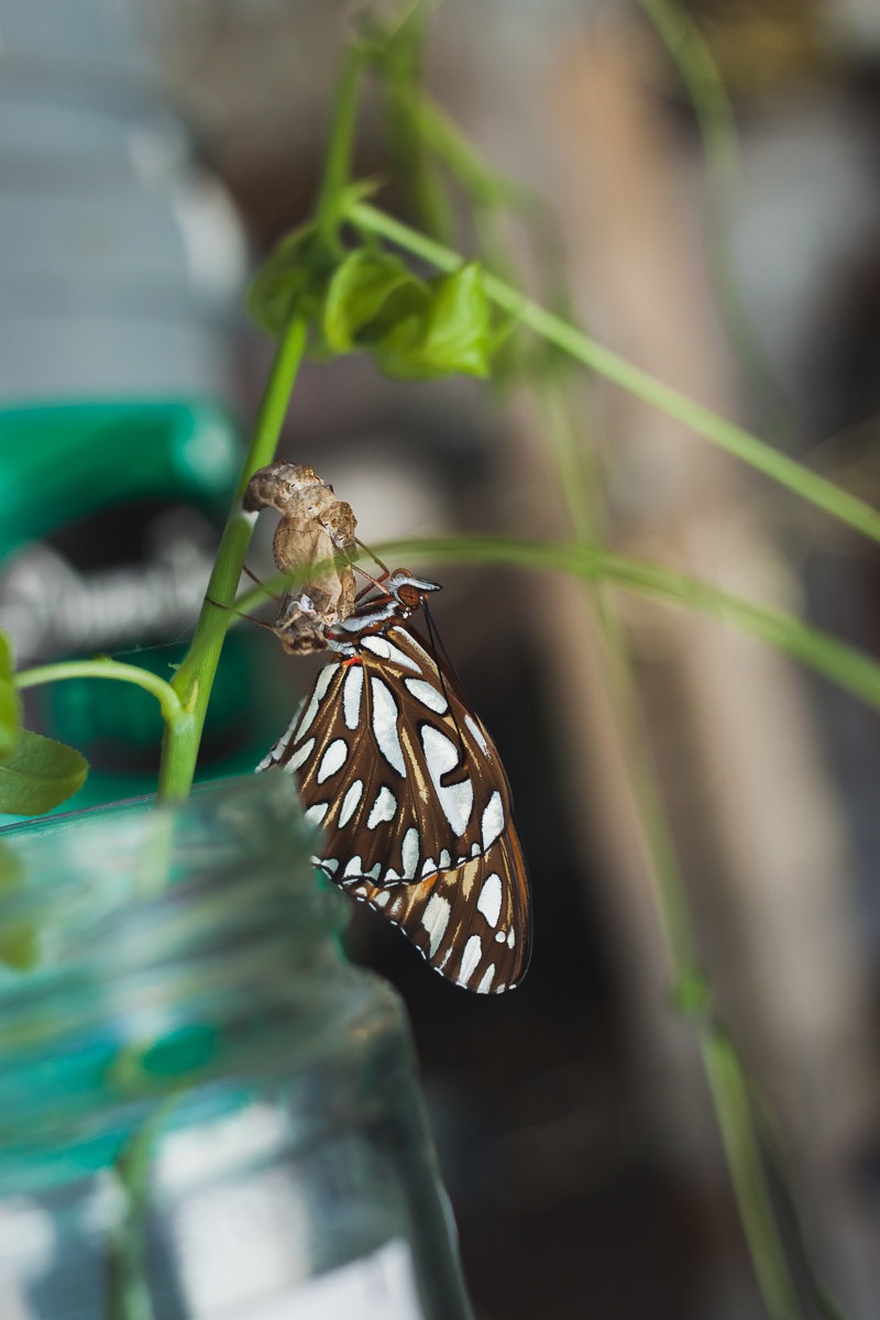 A Newly Hatched Butterfly Feels Right At Home At Castle Of Costa Mesa