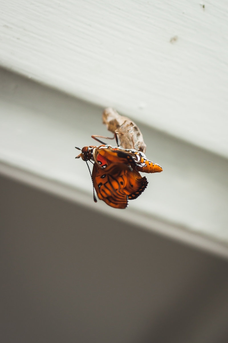 Fairy Tale Beginnings: Everything In Teng's Workspace Is Made Naturally, Even The Butterflies! 