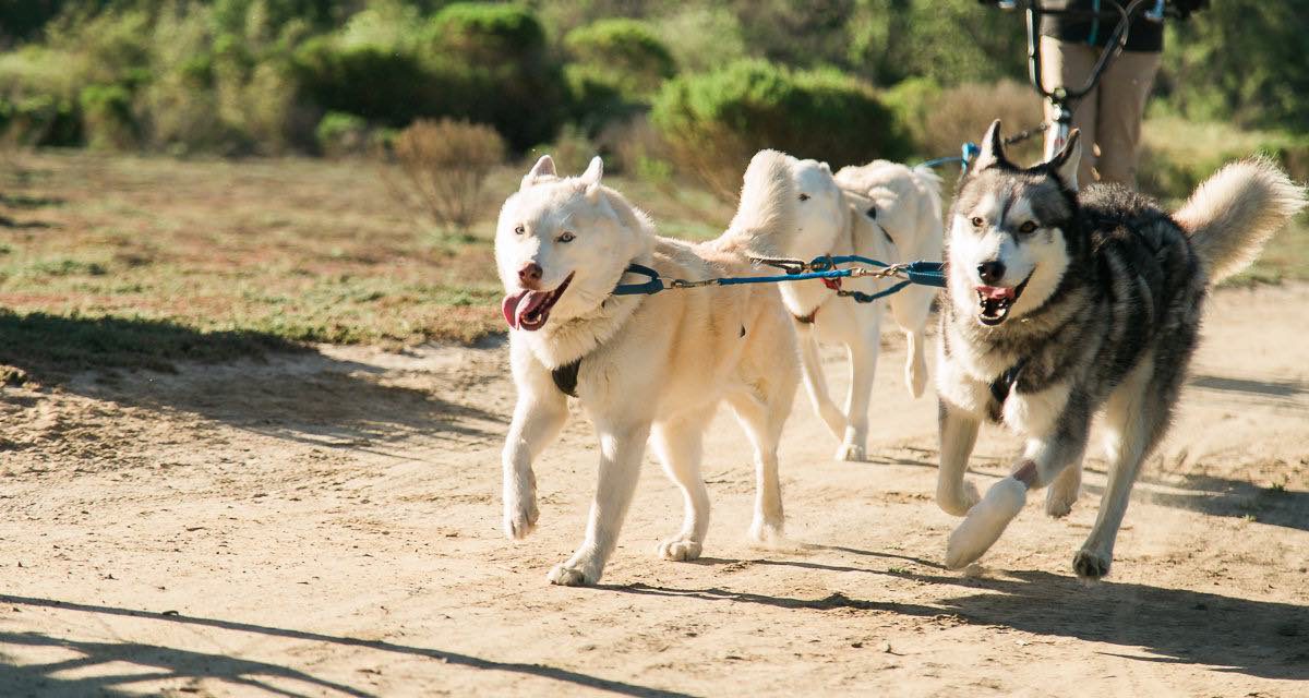 Running With The Pack