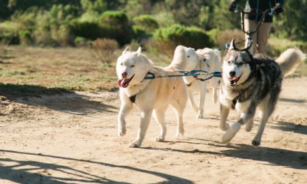 Running With The Pack