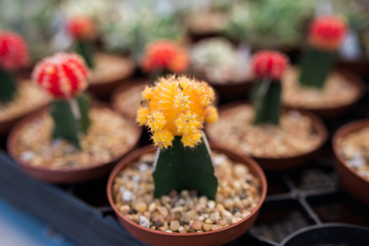 Drought Resistant Plants From The Fat Plant Man at SOCO Farmers' Market, Saturdays in Costa Mesa