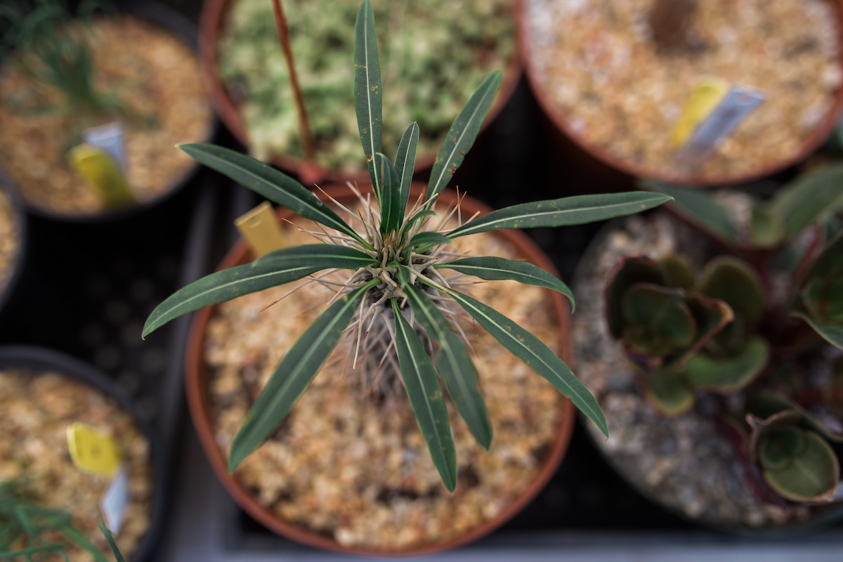 Growing Things: Plants, Flowers, Fruits, Veggies at SOCO Farmers' Market in Costa Mesa, California