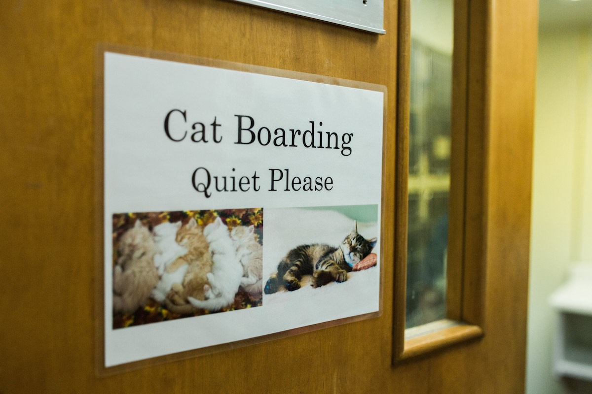 Cat Boarding at Newport Harbor Animal Hospital in Costa Mesa, California