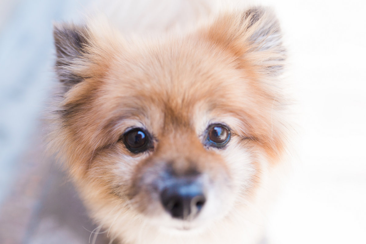 "Teddy" A Boarding Guest at Newport Harbor Animal Hospital in Costa Mesa, California