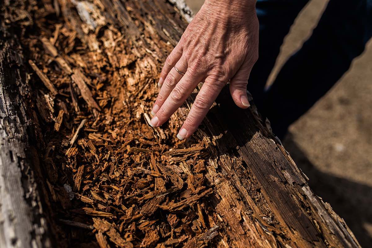 Nature Photographer Sharon Hurd Feels Termite Eaten Bark at Fairview Park in Costa Mesa, California