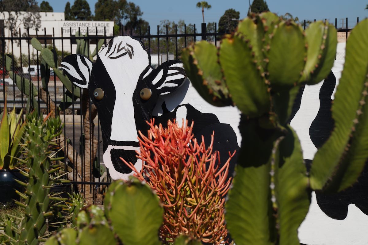 A cow with creative, peering eyes looks out onto the parking lot and garden area of the Feed Barn in Costa Mesa. (photo: Bradley Zint)