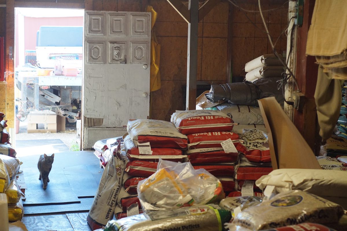 A cat wanders into a section of the Feed Barn that sells various animal food in large bags. (photo: Bradley Zint)