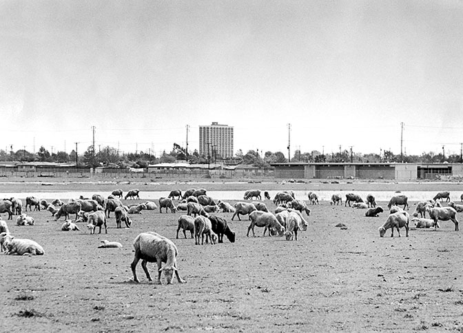 Sheep graze in Costa Mesa near Estancia High School in this picture from the 1970s. Because the area was known to have sheep, that's likely how Sheep Hills, located down The Gully in what's today Talbert Regional Park, got its name. (photo: Costa Mesa Historical Society)
