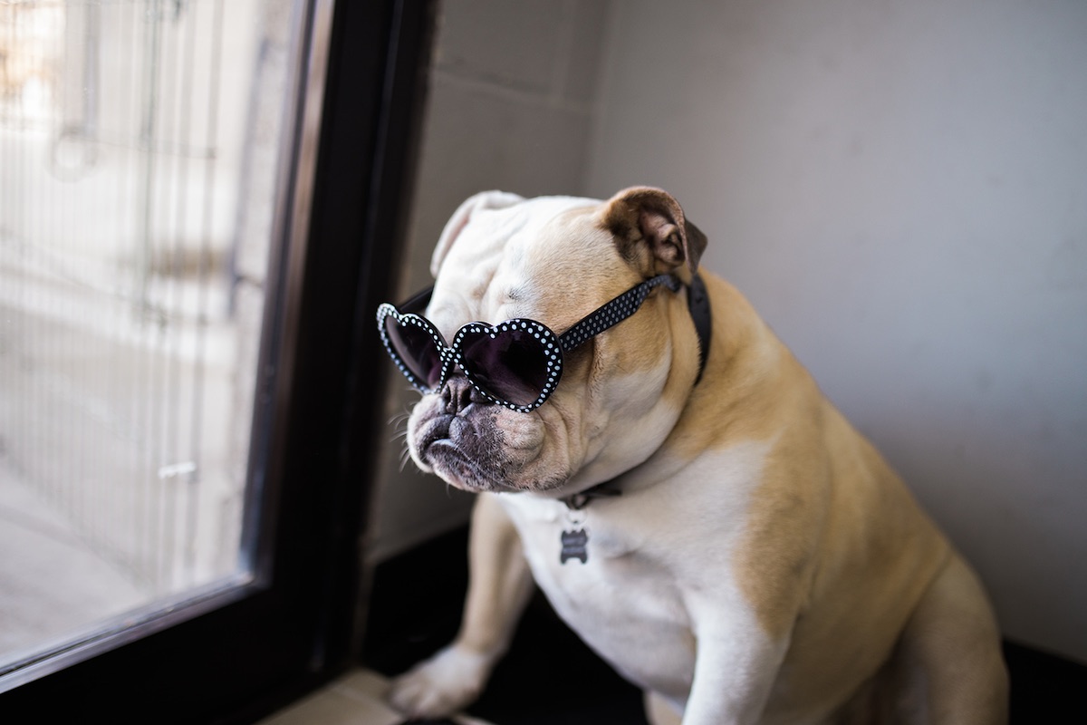 Sammy supervises the interview at Tiny Riot Designs in Costa Mesa, California. (photo: Brandy Young)