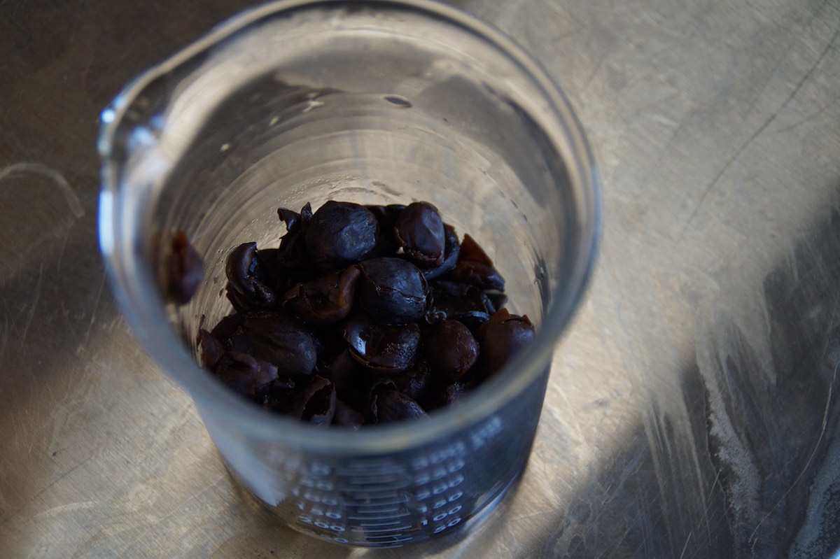 Coffee 101: Part of MoonGoat's mission is to educate visitors that coffee "is a fruit."