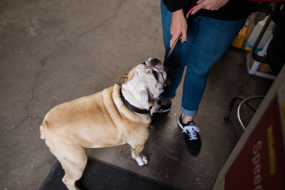 Dog's life: When Sammy isn't chasing compressed air, she's supervising the Hardings at work. (photo: Brandy Young)