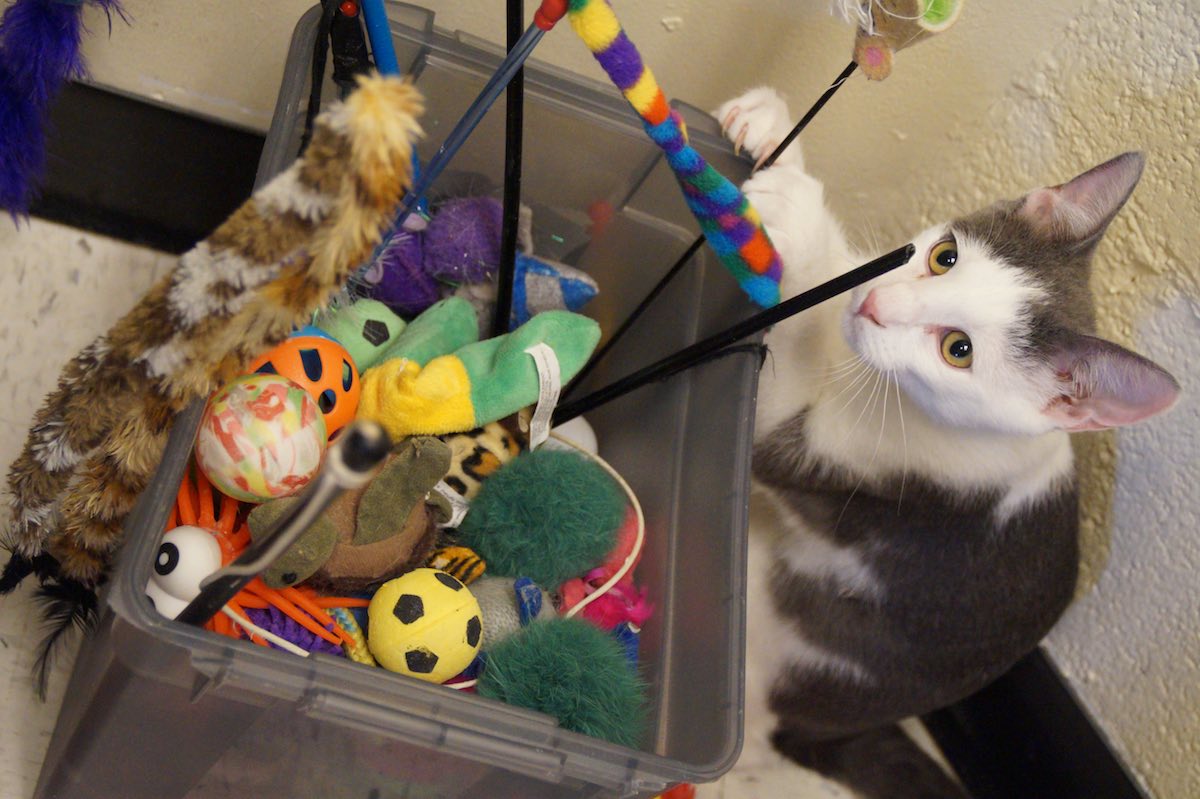 Davis the cat peers into a box of toys at Oppurrtunities, a nonprofit cat rescue in Costa Mesa. (photo: Bradley Zint)