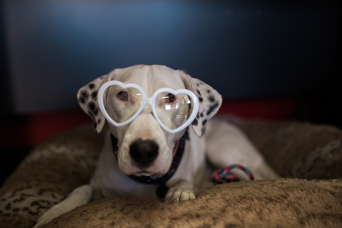 Chloe: Pups are an integral part of operations at S.S. Metal Fabricators and Aqua Tech Waterjet. (photo: Brandy Young)