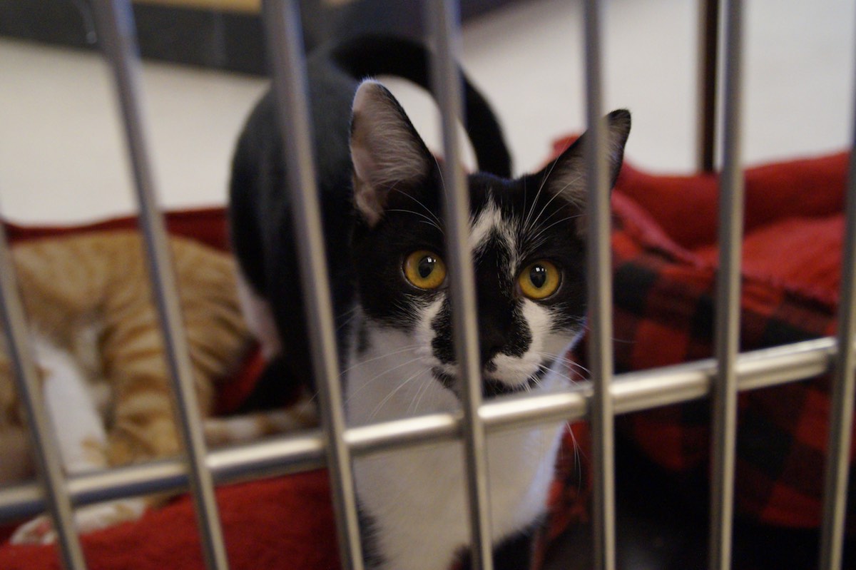 CJ peers through a cage at Oppurrtunities in Costa Mesa. (photo: Bradley Zint)