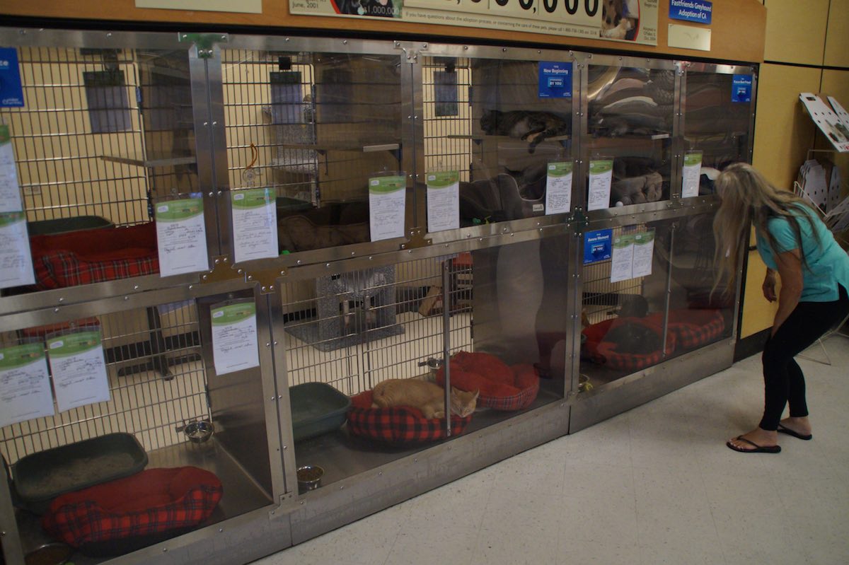 Elizabeth Chavez, president of Costa Mesa-based nonprofit cat rescue, Oppurrtunities, looks into the cages housing cats up for adoption at PetSmart. (photo: Bradley Zint)