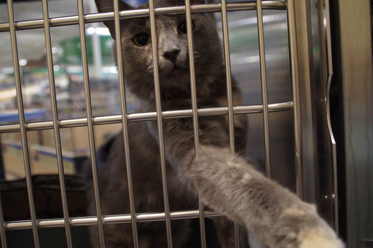 Teresa is one of the cats up for adoption at Oppurrtunities. (photo: Bradley Zint)