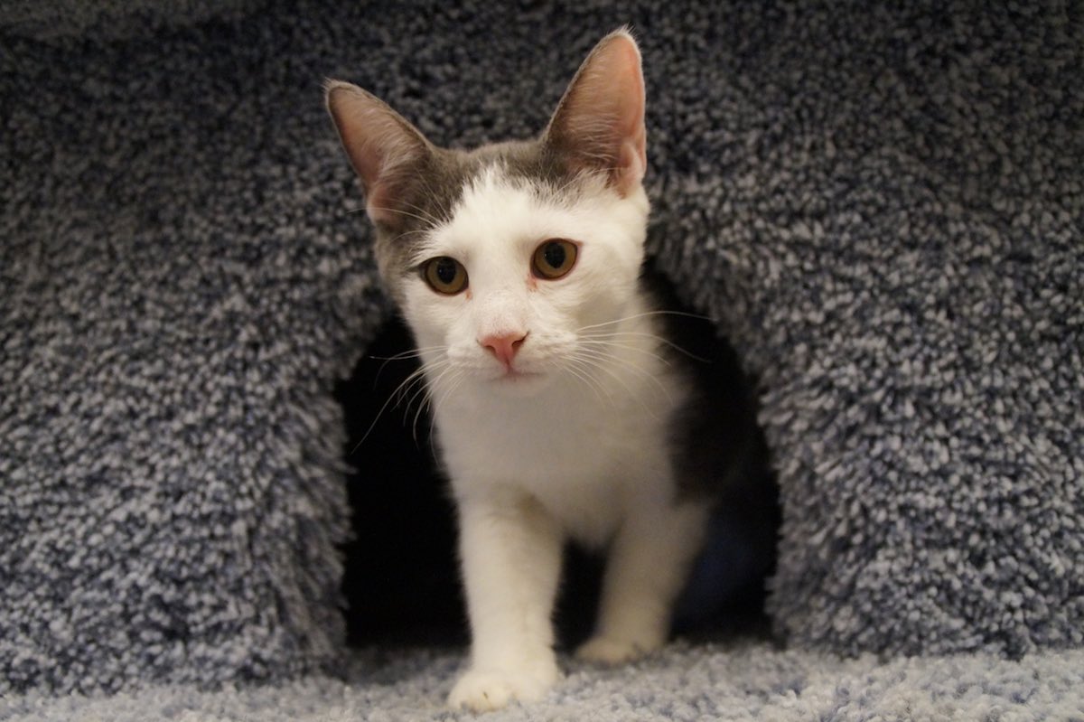 Davis is one of the cats up for adoption at Oppurrtunities. (photo: Bradley Zint)