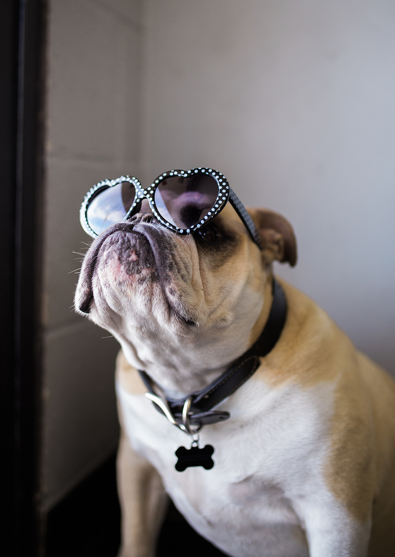 Sammy: Pups are an integral part of operations at S.S. Metal Fabricators and Aqua Tech Waterjet. (photo: Brandy Young)