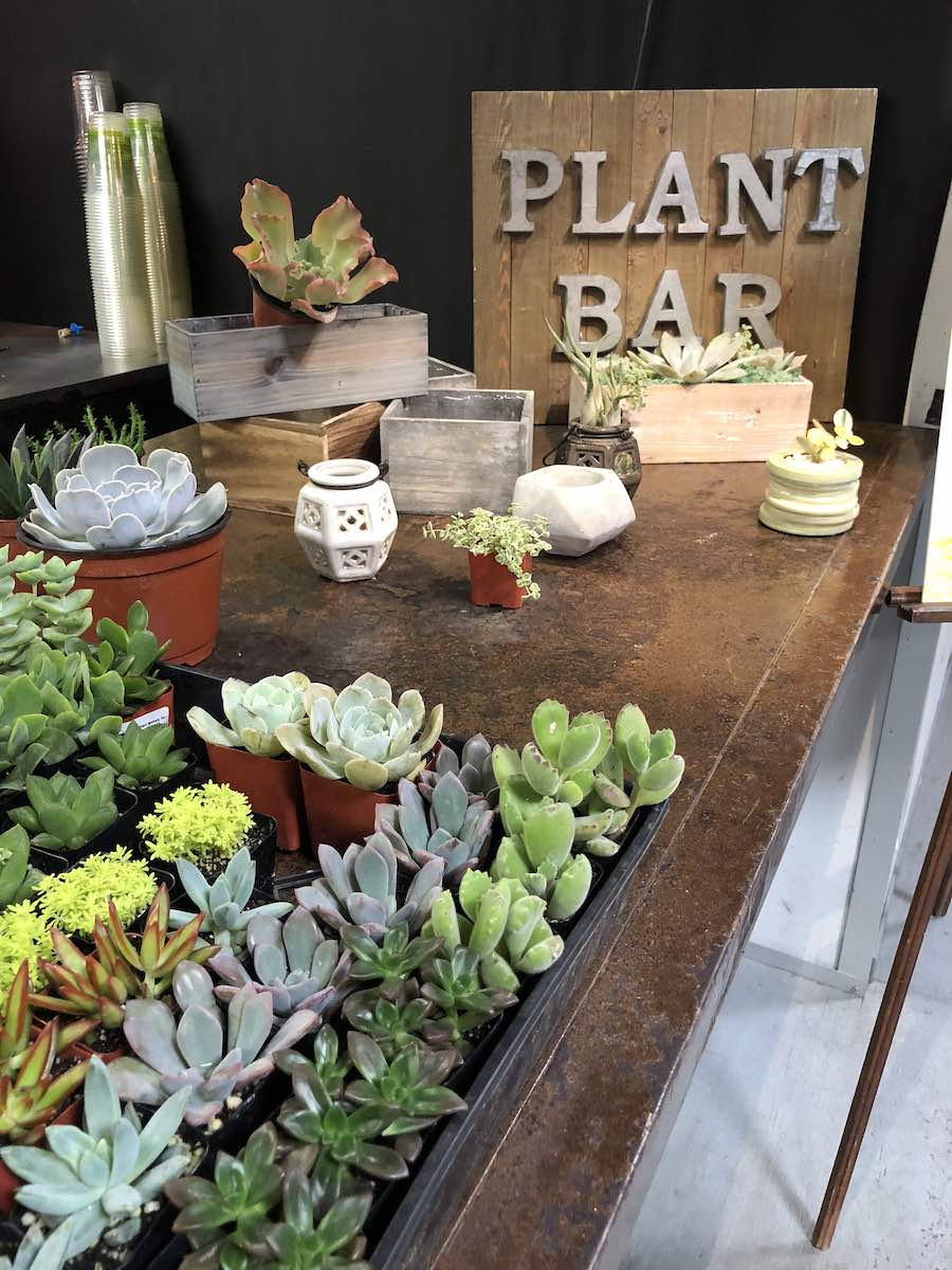 Plant Bar OC: Succulent Shopping at the Second Sunday Westside Market in Costa Mesa. (photo: Samantha Chagollan