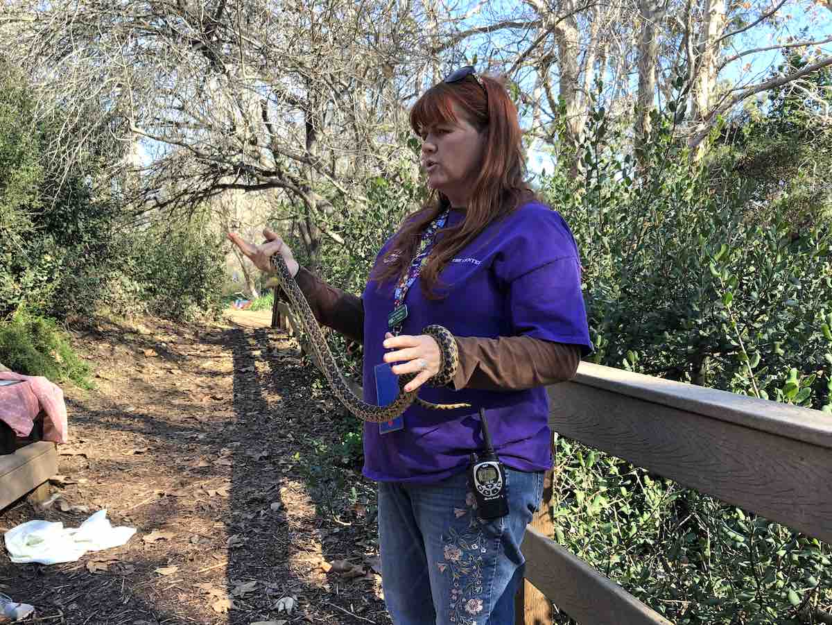 Costa Mesa 365: Naturalist and Gopher Snake at the ENC, Environmental Nature Center, Newport Beach