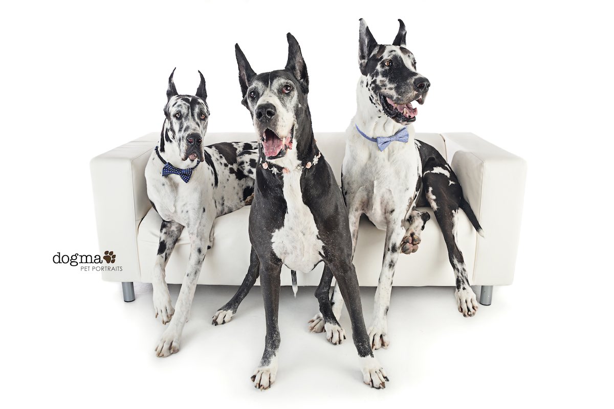 Great Danes on a Couch, at Dogma Pet Portraits in Costa Mesa, Orange County, California.