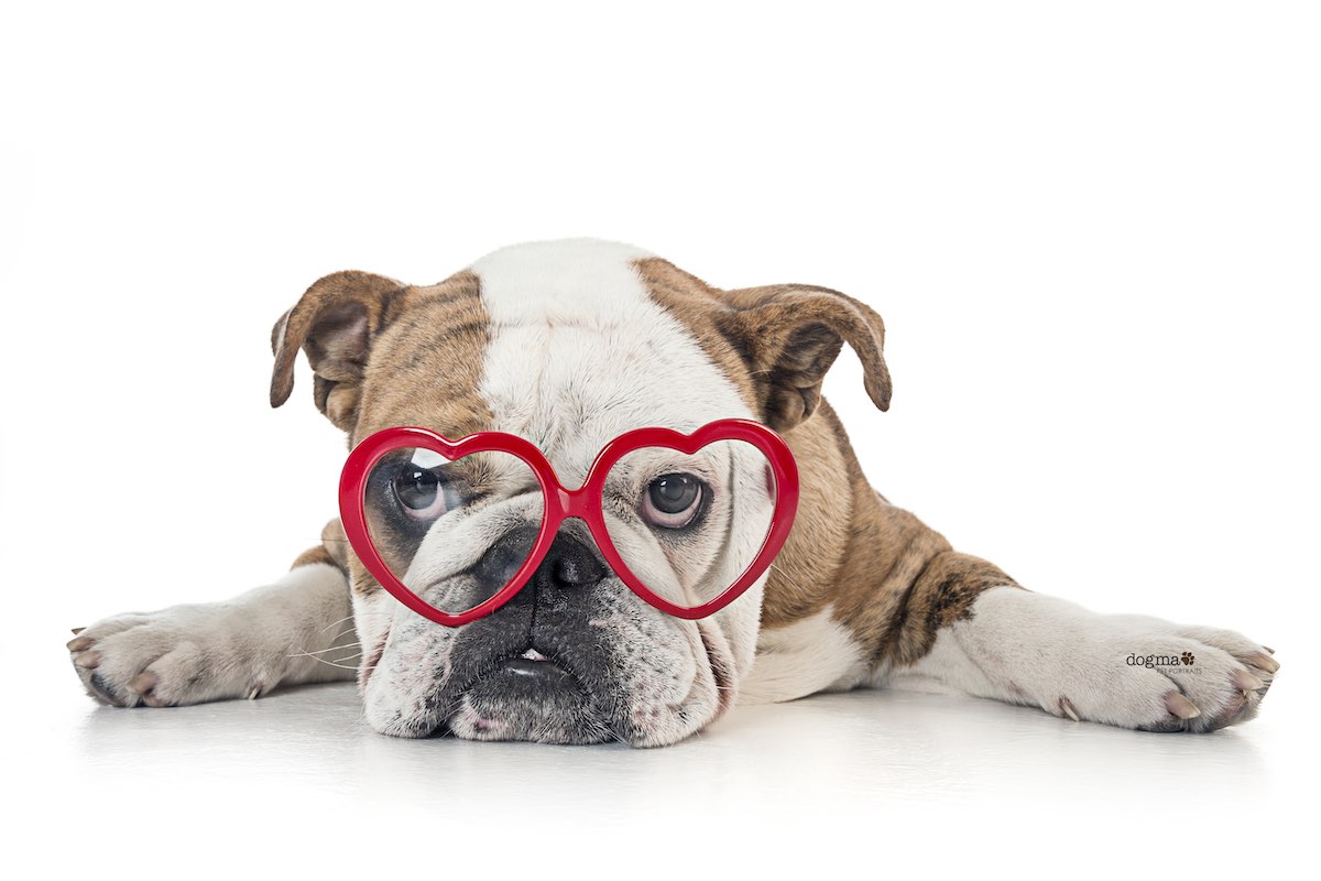 I Heart Costa Mesa: Pepe, from Southern California Bulldog Rescue, photographed by David Capron at Dogma Pet Portraits in Costa Mesa, Orange County, California.