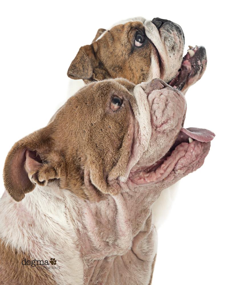 Rescue Bulldogs, Peachy and Pepe, pose for photos at Dogma Pet Portraits in Costa Mesa, Orange County, California.