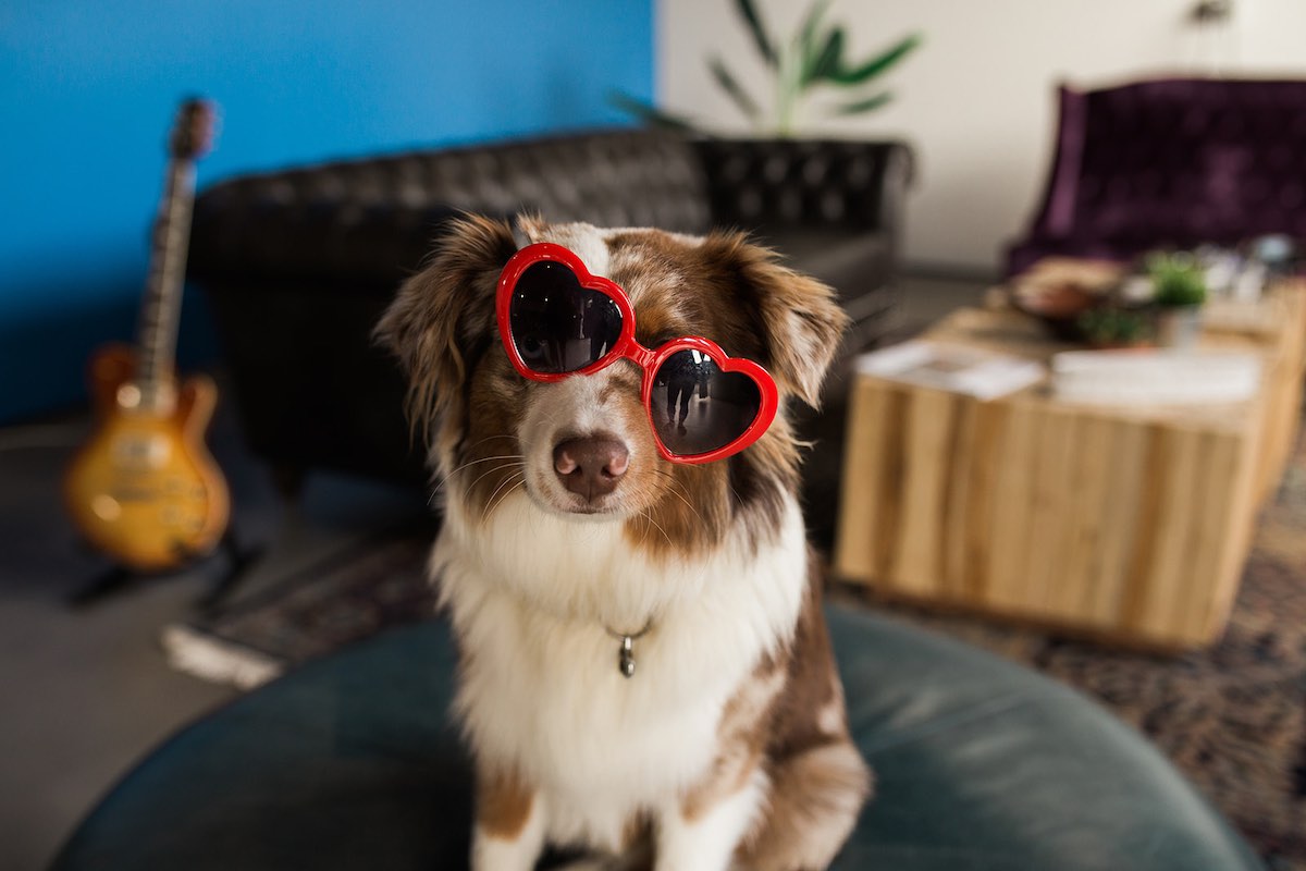 I Heart Costa Mesa: Shop dog, Bowie, in red hearts at Cottonwood Music Emporium in the SoBeCa district of Costa Mesa, Orange County, California.(photo: Brandy Young)