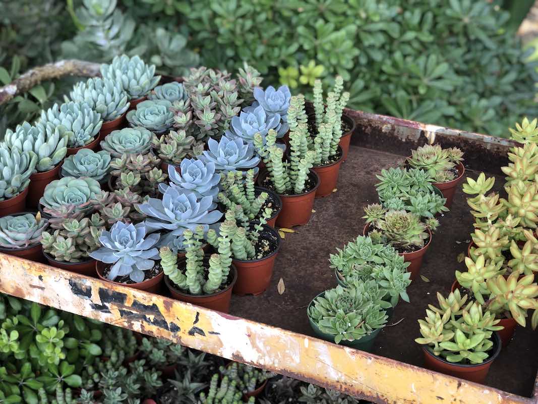 I Heart Costa Mesa: Succulents at Molly Wood Garden Design in Eastside Costa Mesa, Orange County, California. (photo: Samantha Chagollan)