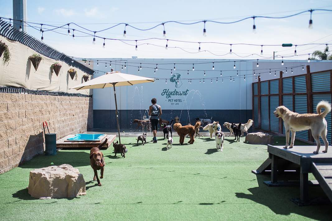 I Heart Costa Mesa: Dog Play Area is a Pet Paradise at Hydrant Pet Hotel in Westside Costa Mesa, Orange County, California. (photo: Brandy Young)