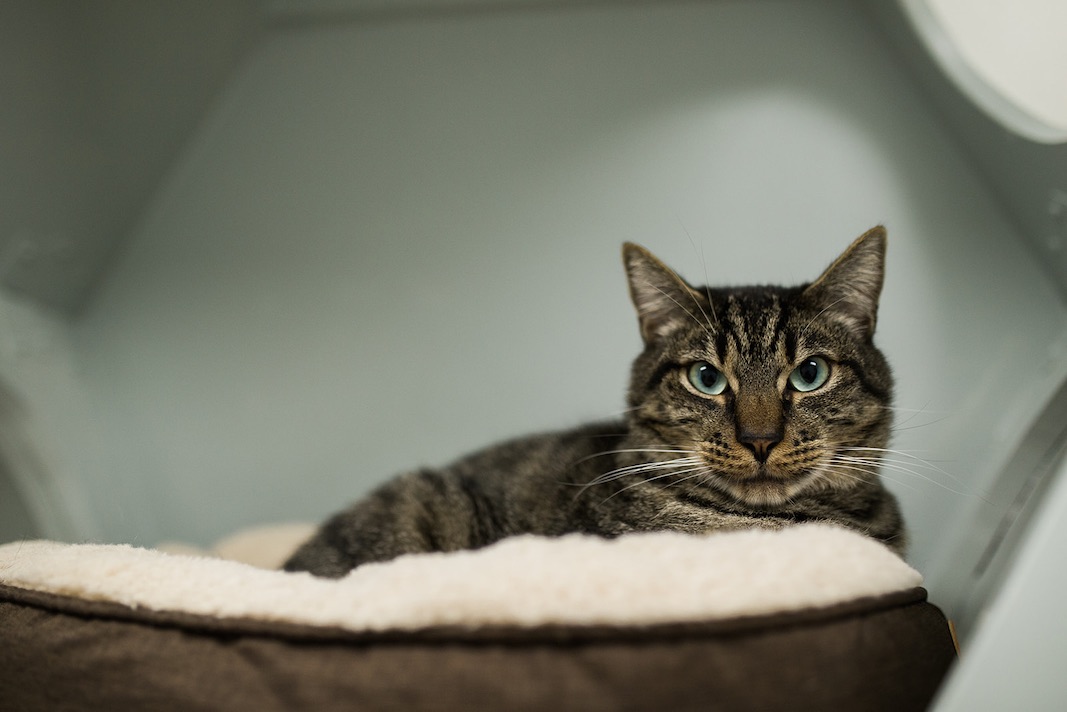 I Heart Costa Mesa: Comfy cat room at Hydrant Pet Hotel in Westside Costa Mesa, Orange County, California. (photo: Brandy Young)