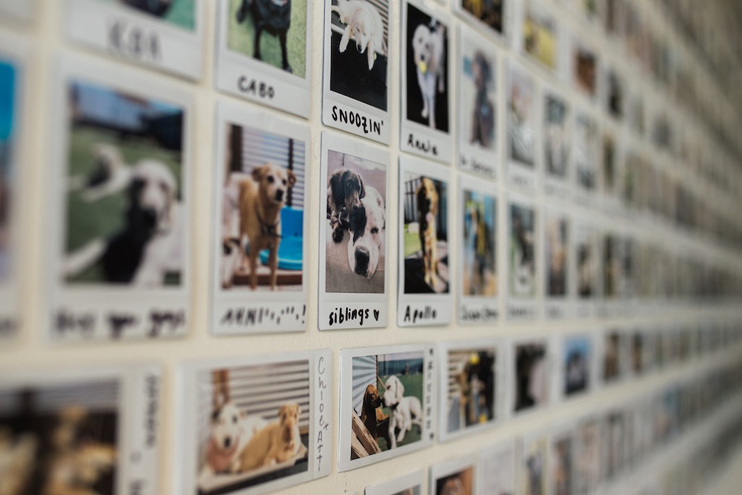 I Heart Costa Mesa: Pet Polaroid Pics in the lobby of Hydrant Pet Hotel in Westside Costa Mesa, Orange County, California. (photo: Brandy Young)