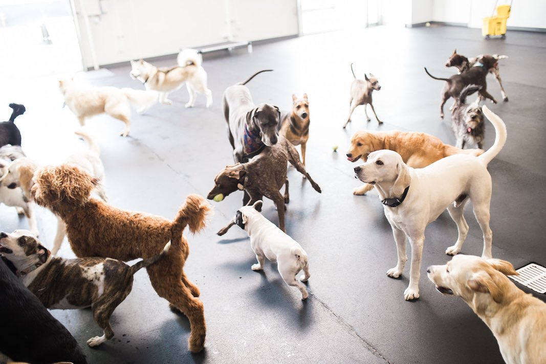 I Heart Costa Mesa: Dogs Play and Run at Hydrant Pet Hotel in Westside Costa Mesa, Orange County, California. (photo: Brandy Young)