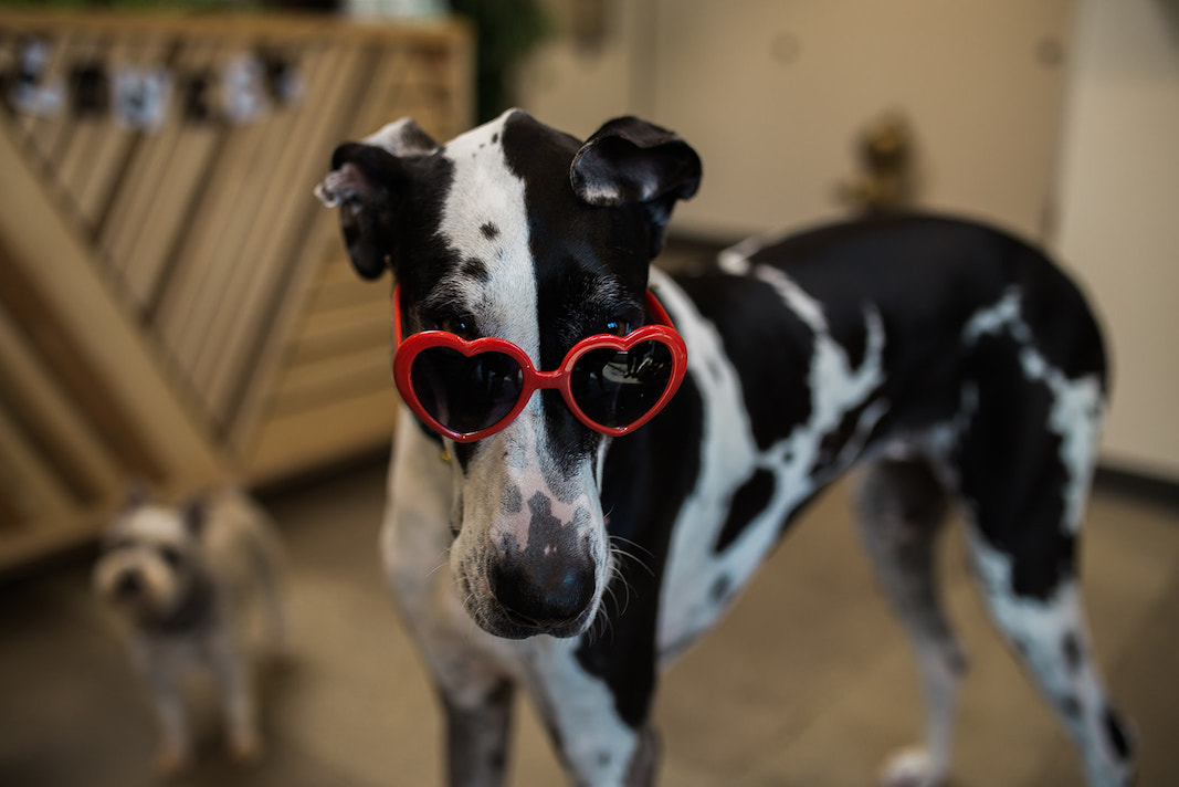 I Heart Costa Mesa: A Great Dane in heart-shaped sunnies at Hydrant Pet Hotel in Westside Costa Mesa, Orange County, California. (photo: Brandy Young)