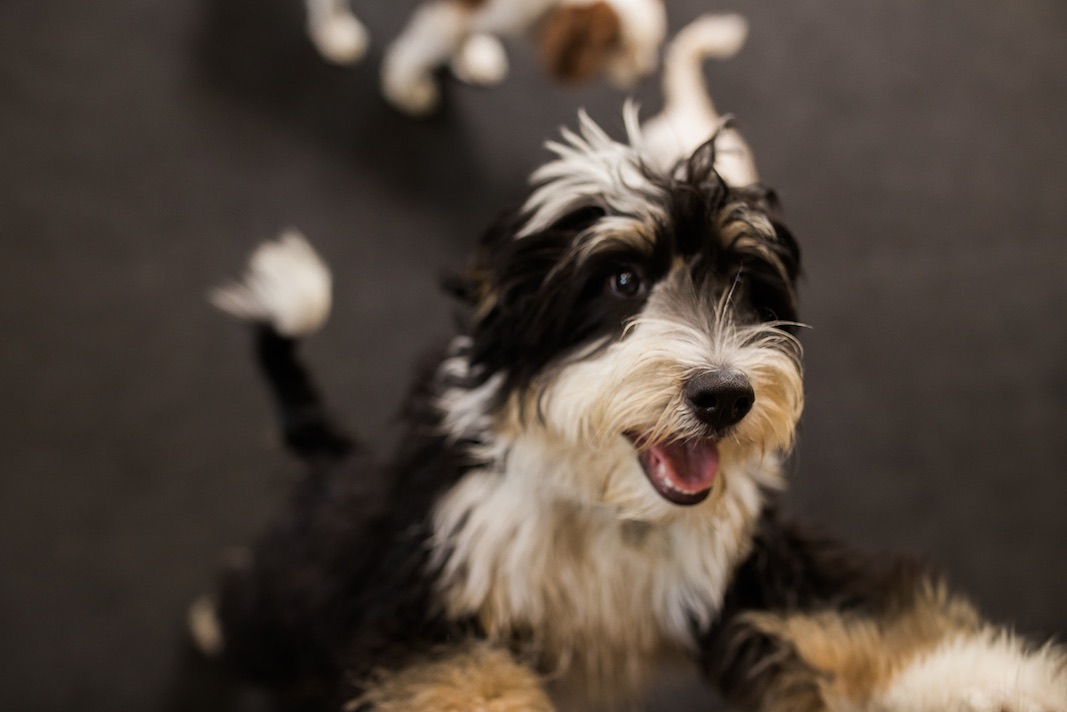 I Heart Costa Mesa: A happy dog at Hydrant Pet Hotel in Westside Costa Mesa, Orange County, California. (photo: Brandy Young)