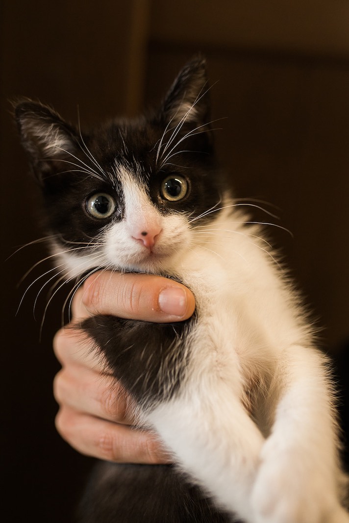 I Heart Costa Mesa: Kitten at Hydrant Pet Hotel in Westside Costa Mesa, Orange County, California. (photo: Brandy Young)