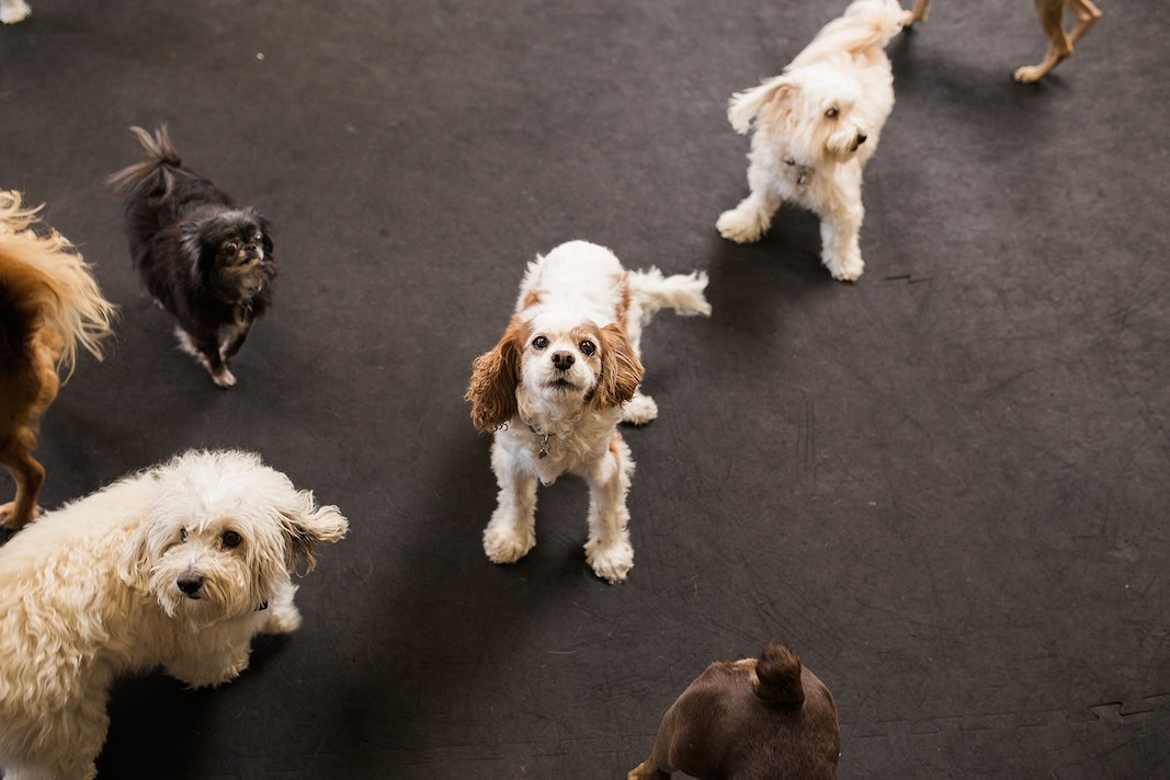 I Heart Costa Mesa: Dogs run and play at Hydrant Pet Hotel, pet board and dog daycare, in Westside Costa Mesa, Orange County, California. (photo: Brandy Young)