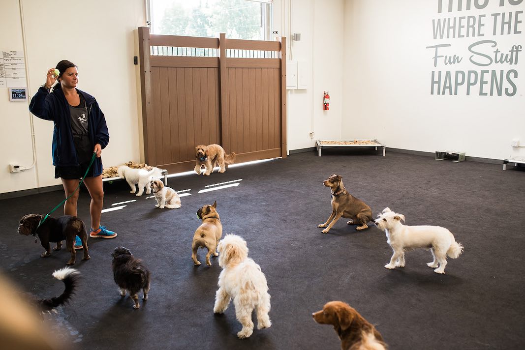 I Heart Costa Mesa: Small Dogs Play at Hydrant Pet Hotel in Westside Costa Mesa, Orange County, California. (photo: Brandy Young)